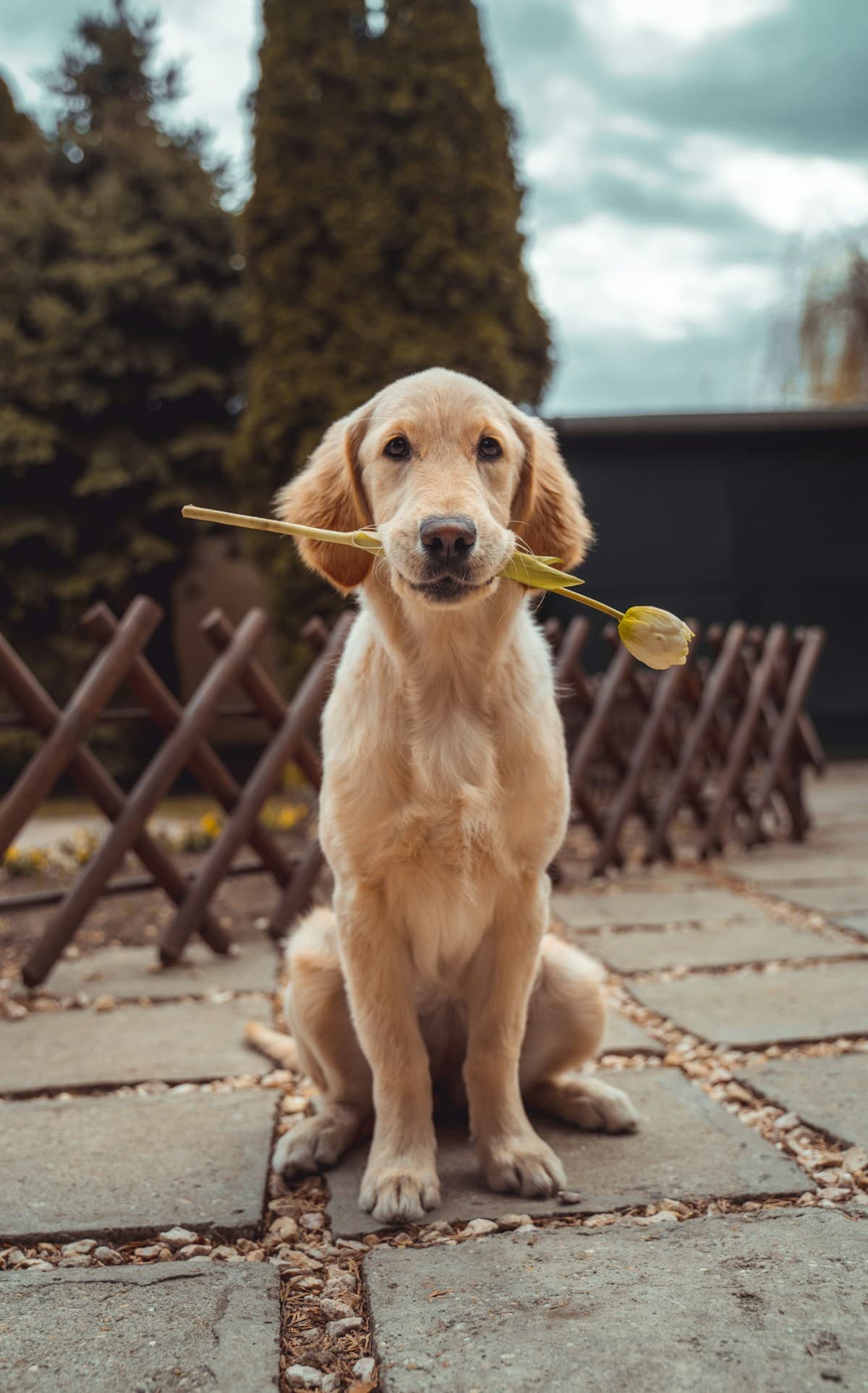 En golden retriever-valp sitter ute med en blomst i munnen